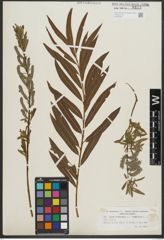 Foto von Salix purpurea L. x Salix viminalis L.